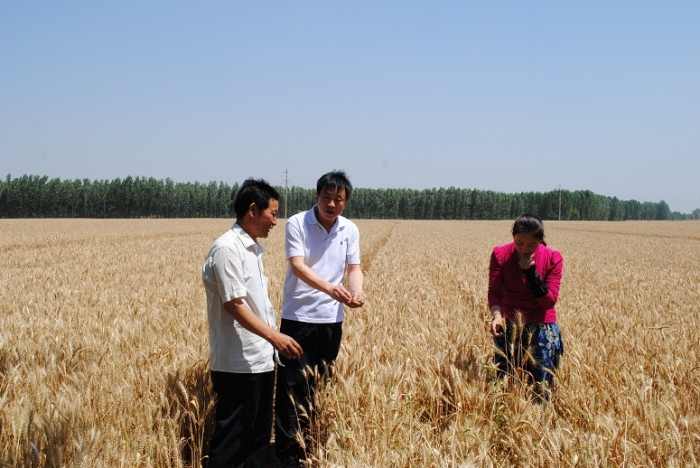 縣總工會到南站鎮(zhèn)鵝河村助農收割
